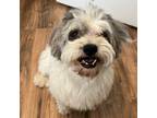 Adopt Tex 2 a White Shih Tzu / Mixed dog in Phoenix, AZ (39018384)