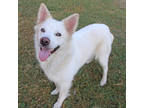 Adopt Curry a White Husky / Mixed dog in San Marcos, TX (39073712)