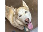 Adopt Aboo a Tan/Yellow/Fawn Husky / Mixed dog in Flagstaff, AZ (39057680)