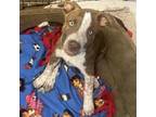 Adopt Pazazz a Brindle Mixed Breed (Large) / Mixed dog in Flagstaff