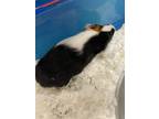 Adopt *Cookie* a Guinea Pig small animal in Salt Lake City, UT (39073741)