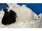 Adopt *Bailey* a Guinea Pig small animal in Salt Lake City, UT (39073740)