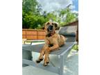 Adopt Goose the super dog friendly water dog a Brown/Chocolate Black Mouth Cur