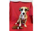Adopt Fran a Tan/Yellow/Fawn Mixed Breed (Small) / Mixed dog in Beatrice