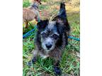 Adopt Harriet a Shih Tzu / Mixed dog in Madison, GA (39066905)