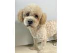 Adopt Geoffrey a Miniature Poodle dog in LONG ISLAND CITY, NY (39036661)