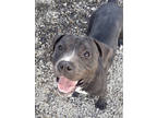 Adopt Bosco a Black American Pit Bull Terrier / Mixed dog in Okatie