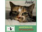 Adopt Josie a Calico or Dilute Calico Domestic Shorthair / Mixed (short coat)
