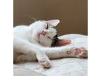 Adopt Matteo a White (Mostly) Domestic Shorthair / Mixed (short coat) cat in