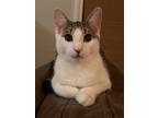 Adopt Giovanni a White (Mostly) Domestic Shorthair / Mixed (short coat) cat in
