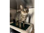 Adopt Tuesday a Brown Tabby Domestic Shorthair / Mixed (short coat) cat in