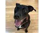 Adopt Annie a Black Retriever (Unknown Type) / Mixed dog in greenville