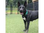 Adopt Anna a Black Cattle Dog / Mixed dog in Greensboro, NC (38919708)