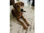 Adopt Chloie a Tan/Yellow/Fawn - with White Hound (Unknown Type) / Retriever