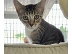 Adopt Viola a Domestic Shorthair / Mixed (short coat) cat in Ewing