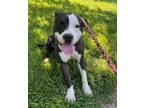 Adopt Phantom a Black - with White American Staffordshire Terrier / Mixed dog in
