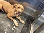 Adopt Nelly a Tan/Yellow/Fawn American Staffordshire Terrier / Mixed dog in