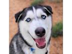 Adopt Karaoke a Gray/Silver/Salt & Pepper - with Black Husky / Alaskan Malamute