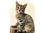Adopt (ca) Ravi a Domestic Shorthair / Mixed (short coat) cat in Fargo