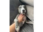 Adopt Honey a Gray/Silver/Salt & Pepper - with White Pit Bull Terrier / Mixed