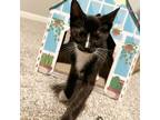 Adopt Kiwi a Domestic Shorthair / Mixed (short coat) cat in Hoover