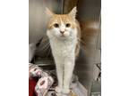 Adopt Eddie a Orange or Red (Mostly) Domestic Longhair / Mixed (long coat) cat