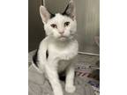 Adopt Link a Black & White or Tuxedo Domestic Shorthair / Mixed (short coat) cat