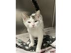 Adopt Joey a Brown Tabby Domestic Shorthair / Mixed (short coat) cat in