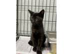 Adopt Rey a All Black Domestic Shorthair / Mixed (short coat) cat in Covington