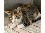 Adopt Calliope a Calico or Dilute Calico Calico / Mixed (short coat) cat in