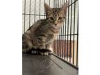 Adopt Miranda a Brown Tabby Domestic Shorthair / Mixed (short coat) cat in