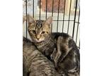 Adopt Charlotte a Brown Tabby Domestic Shorthair / Mixed (short coat) cat in