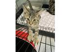 Adopt Carrie a Brown Tabby Domestic Shorthair / Mixed (short coat) cat in