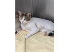 Adopt Hera a Calico or Dilute Calico Calico / Mixed (short coat) cat in