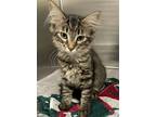 Adopt Lorrie a Brown Tabby Domestic Longhair / Mixed (long coat) cat in