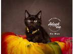 Adopt He-Man a All Black Domestic Longhair / Mixed cat in Salt Lake City