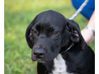 Adopt Peter a Black Hound (Unknown Type) / Mixed dog in Greenwood, SC (38979177)