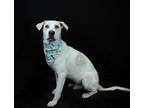 Adopt Sammy a Great Dane / Great Pyrenees / Mixed dog in Hot Springs Village