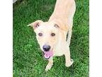 Adopt Boyd a Tan/Yellow/Fawn Labrador Retriever / Mixed dog in Cincinnati