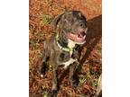 Adopt Pattie a Terrier (Unknown Type, Medium) / Mixed dog in Abbeville