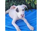 Adopt Ali a White - with Tan, Yellow or Fawn Boxer / Mixed Breed (Medium) /