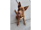 Adopt Oswald a Brown/Chocolate Terrier (Unknown Type, Medium) / Mixed dog in