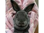 Adopt Pette a Mini Rex