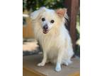 Adopt Dog 24801 (Billy) a Pomeranian dog in Parlier, CA (38923961)