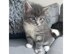Adopt Clare's Kitten: Denali a Gray or Blue Domestic Shorthair / Mixed cat in