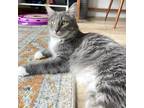 Adopt Clare fka Gracie a Gray or Blue Domestic Mediumhair / Mixed cat in