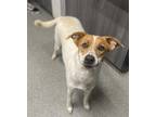 Adopt Filly a Pointer / Terrier (Unknown Type, Medium) / Mixed dog in Escondido