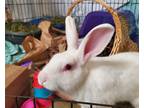 Adopt Letter a Californian / Mixed rabbit in Oceanside, CA (39060865)