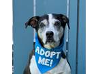 Adopt Charlotte a Foxhound / Boxer / Mixed dog in Pacific Grove, CA (39047766)