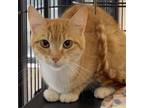 Adopt Sammy a Domestic Shorthair / Mixed cat in Rocky Mount, VA (39025374)